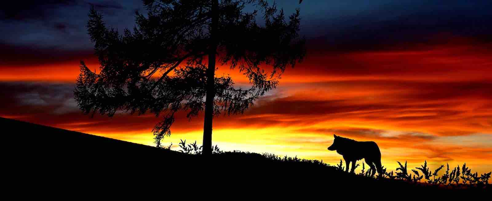 Wolf walking leftward in a sunset