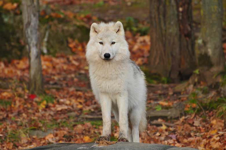 Autumn Wolf Photo