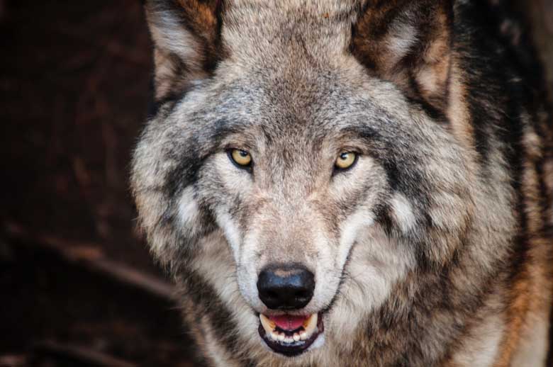 Gray Wolf Smiling Headshot