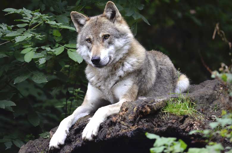 Gray Wolf Lounging On A Log