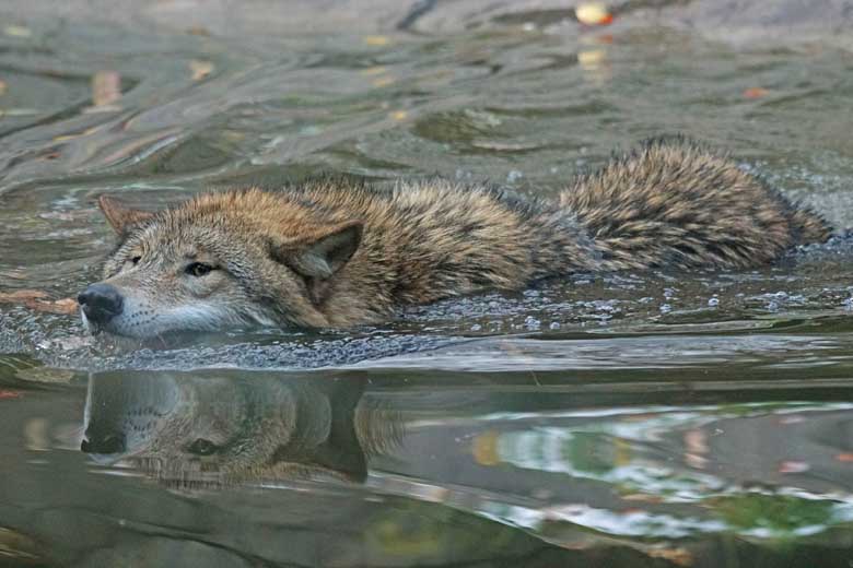 Wolf Doing A Swim