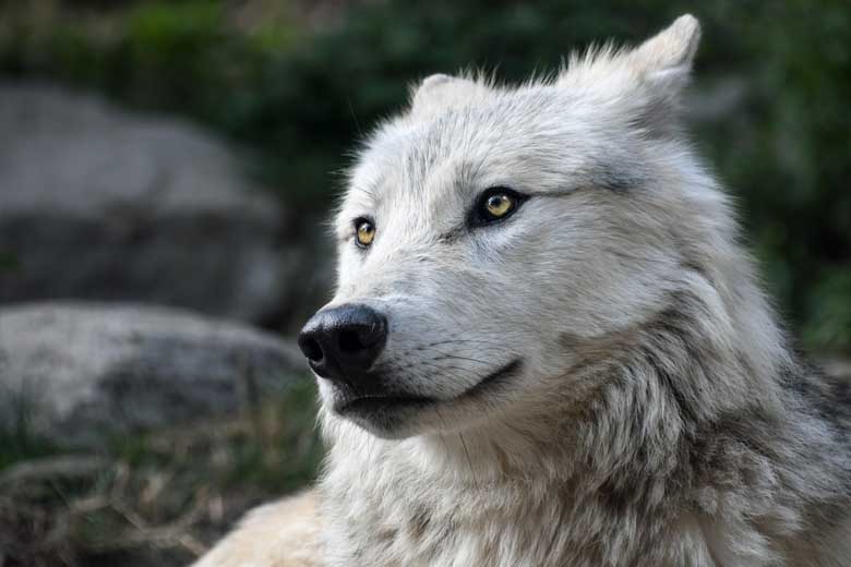 Gray Wolf Stoic Headshot