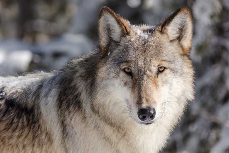 Gray Wolf Refined Headshot